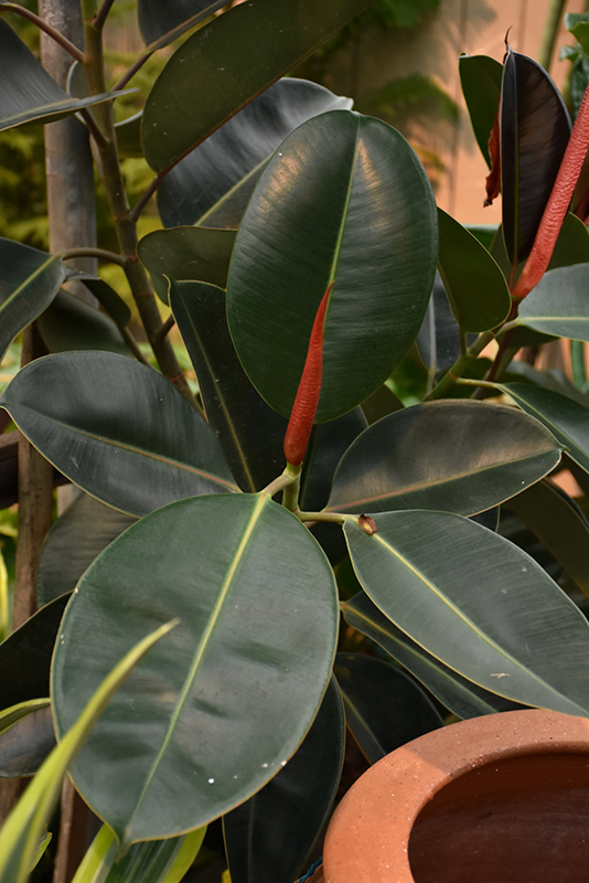 Rubber Tree (Ficus elastica) at Stauffers Of Kissel Hill