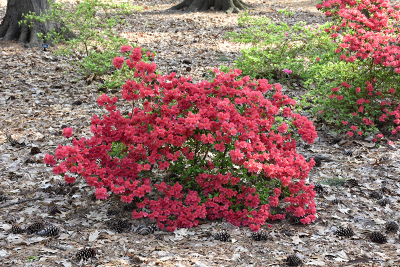 Girard's Crimson Azalea (Rhododendron 'Girard's Crimson') at Stauffers Of Kissel Hill