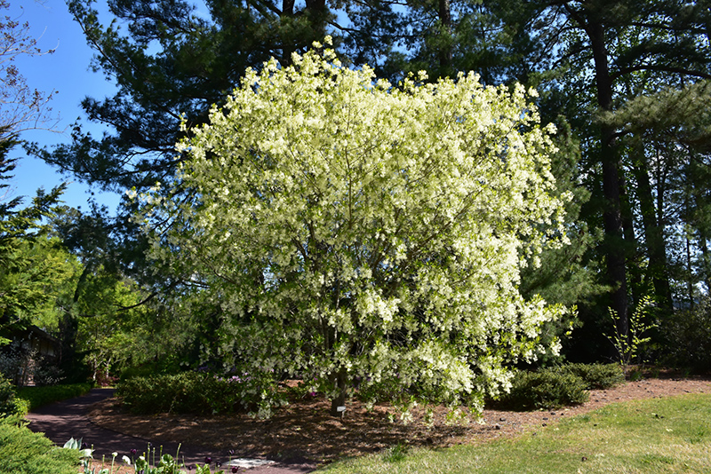 White Fringetree (Chionanthus virginicus) at Stauffers Of Kissel Hill