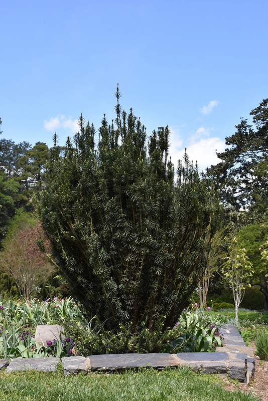 Upright Japanese Plum Yew (Cephalotaxus harringtonia 'Fastigiata') at Stauffers Of Kissel Hill