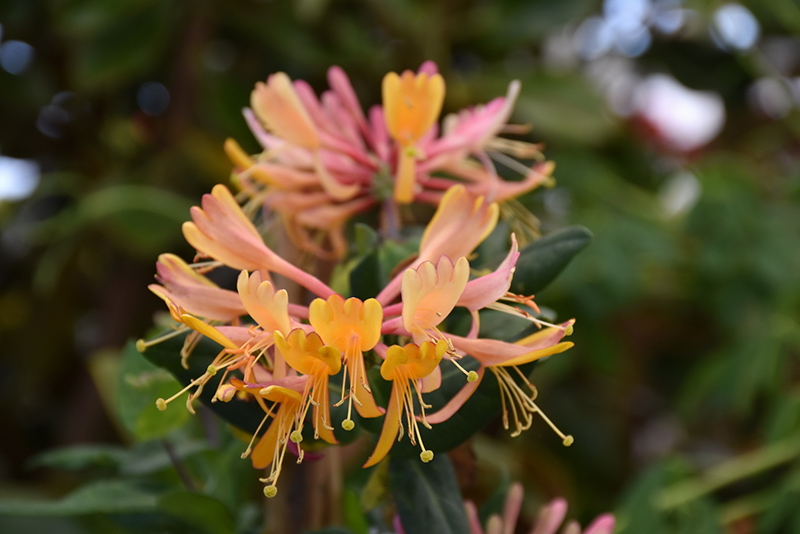Goldflame Honeysuckle (Lonicera x heckrottii) at Stauffers Of Kissel Hill