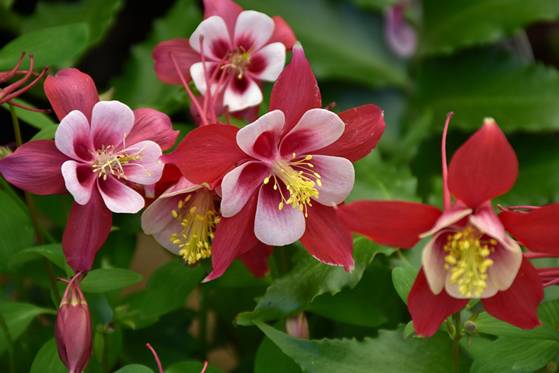 Origami Red and White Columbine (Aquilegia 'Origami Red and White') at Stauffers Of Kissel Hill