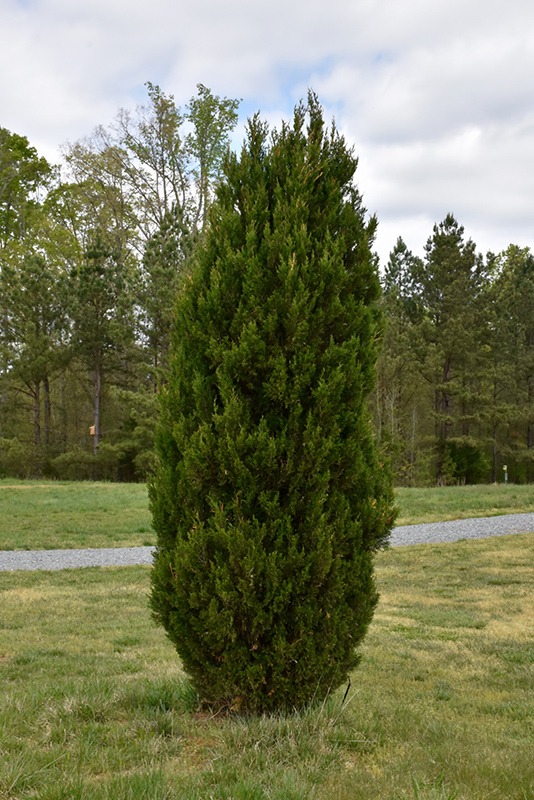 Spartan Juniper (Juniperus chinensis 'Spartan') at Stauffers Of Kissel Hill