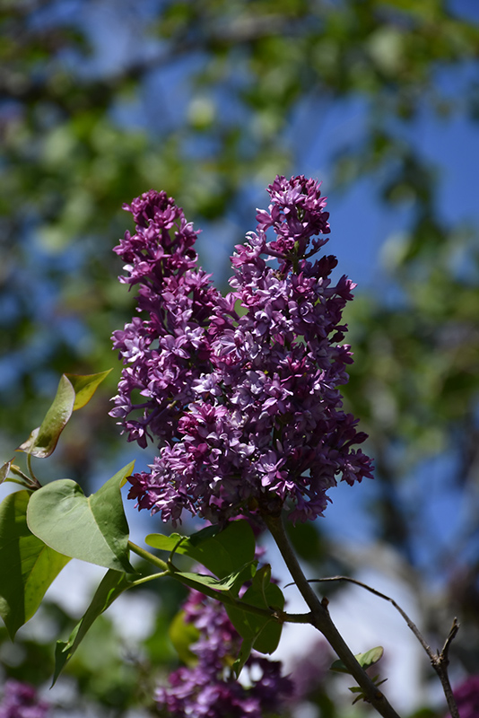 Royal Purple Lilac (Syringa x hyacinthiflora 'Royal Purple') at Stauffers Of Kissel Hill