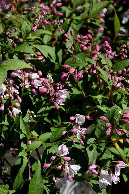Yuki Cherry Blossom Deutzia (Deutzia 'NCDX2') at Stauffers Of Kissel Hill