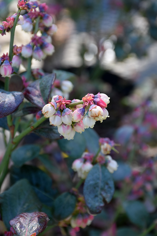 Pink Icing Blueberry (Vaccinium 'ZF06-079') at Stauffers Of Kissel Hill