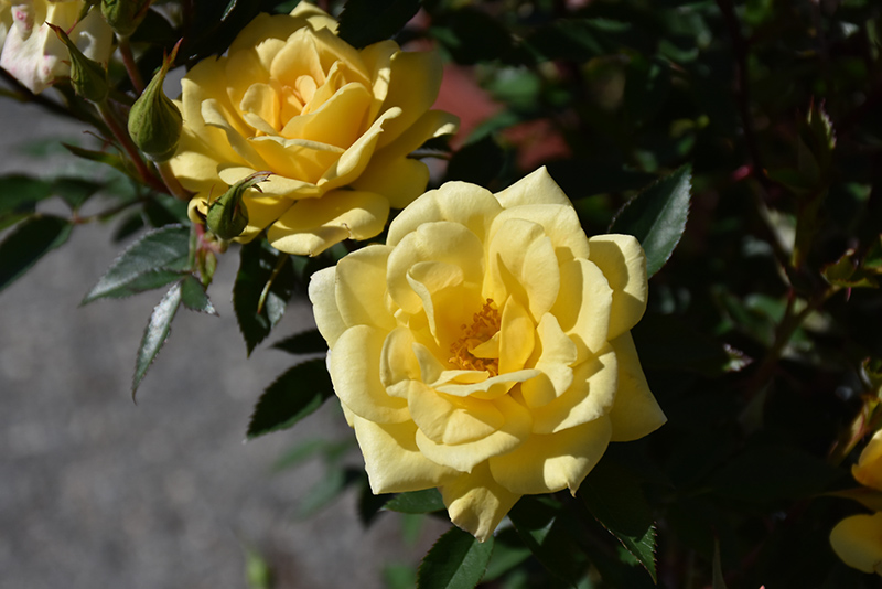 Yellow Sunblaze Rose (Rosa 'Meiskaille') at Stauffers Of Kissel Hill