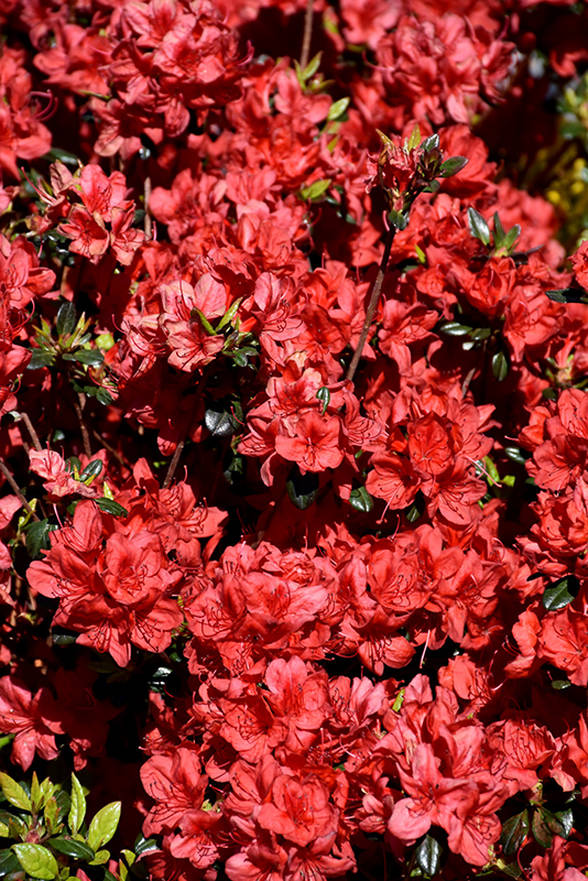 Stewartstonian Azalea (Rhododendron 'Stewartstonian') at Stauffers Of Kissel Hill