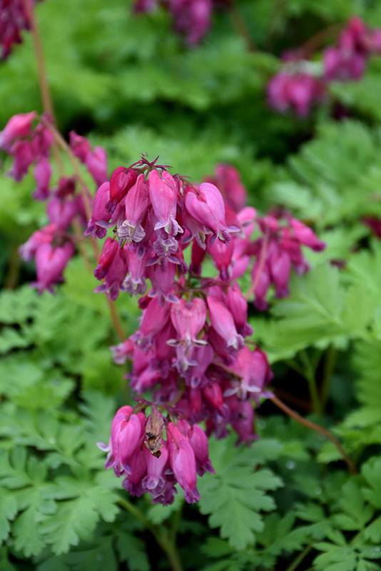 Luxuriant Bleeding Heart (Dicentra 'Luxuriant') at Stauffers Of Kissel Hill