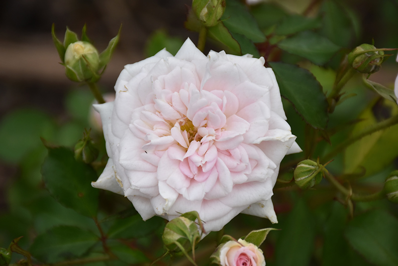 White Drift Rose (Rosa 'Meizorland') at Stauffers Of Kissel Hill