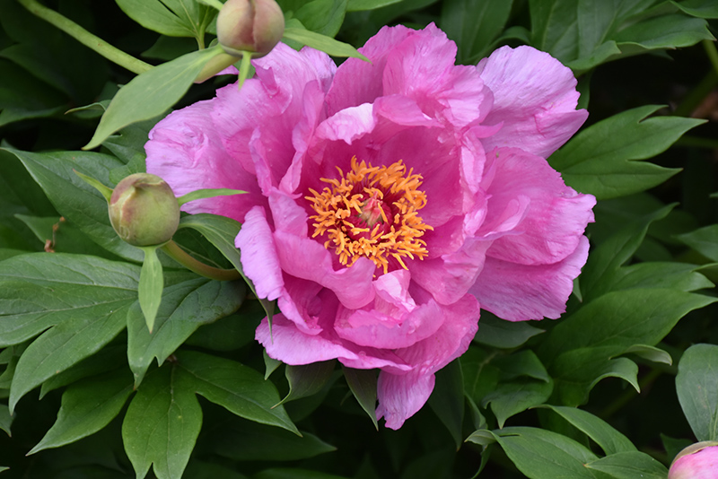 First Arrival Peony (Paeonia 'First Arrival') at Stauffers Of Kissel Hill