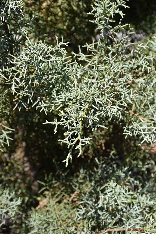 Blue Ice Smooth Arizona Cypress (Cupressus arizonica 'Blue Ice') at Stauffers Of Kissel Hill