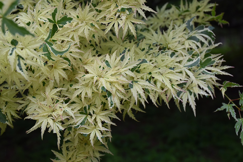 Butterfly Variegated Japanese Maple (Acer palmatum 'Butterfly') at Stauffers Of Kissel Hill