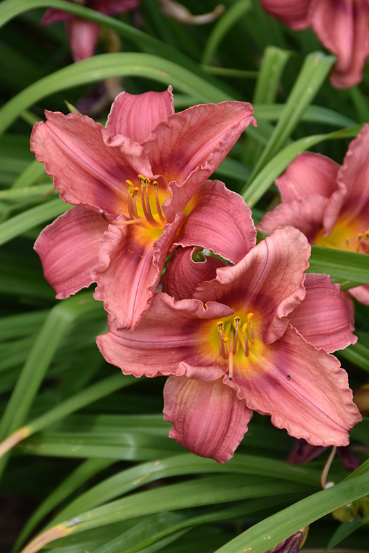 Happy Ever Appster Rosy Returns Daylily (Hemerocallis 'Rosy Returns') at Stauffers Of Kissel Hill