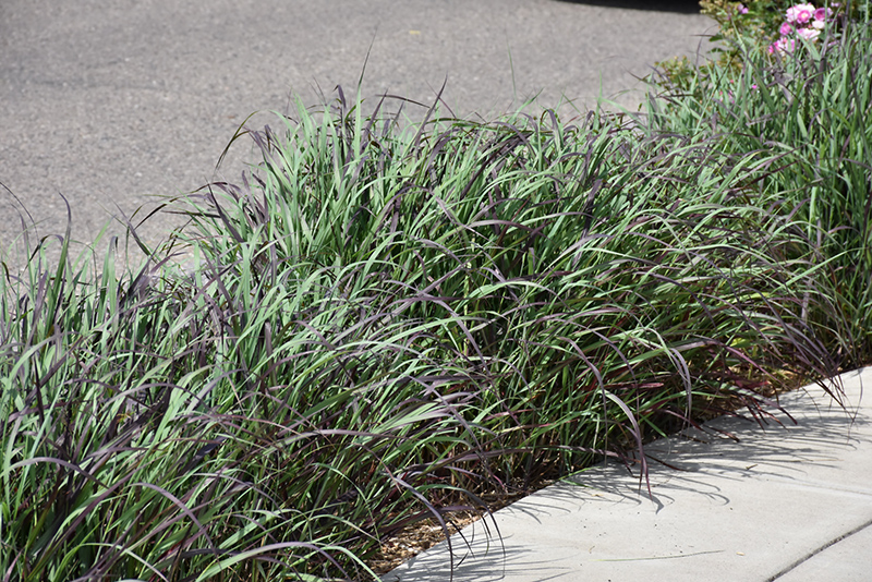 Ruby Ribbons Switch Grass (Panicum virgatum 'Ruby Ribbons') at Stauffers Of Kissel Hill