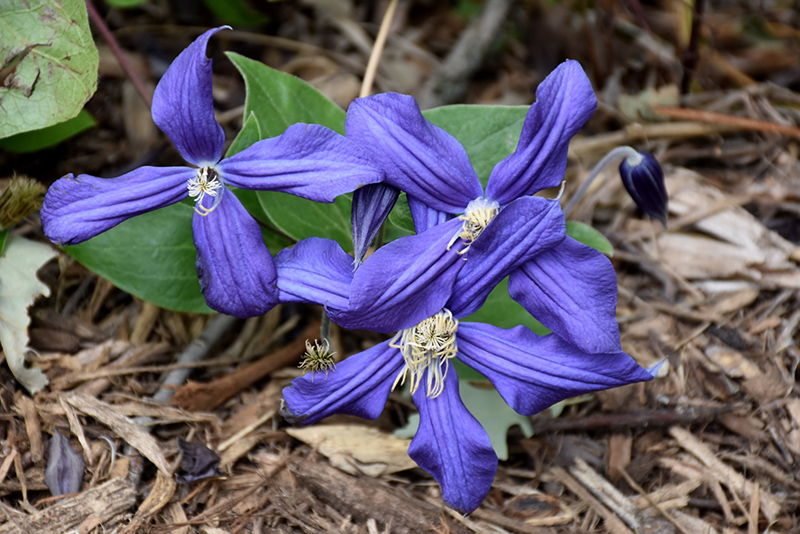 Durand Hybrid Clematis (Clematis x durandii) at Stauffers Of Kissel Hill