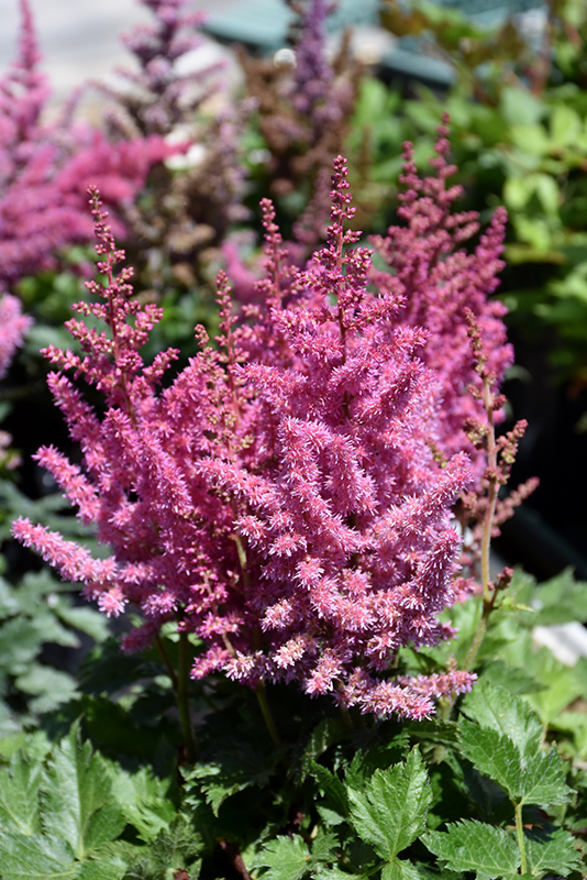 Little Vision In Pink Chinese Astilbe (Astilbe chinensis 'Little Vision In Pink') at Stauffers Of Kissel Hill