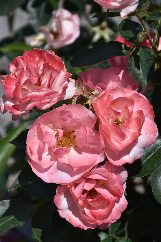 Calypso Rose (Rosa 'BAIypso') at Stauffers Of Kissel Hill