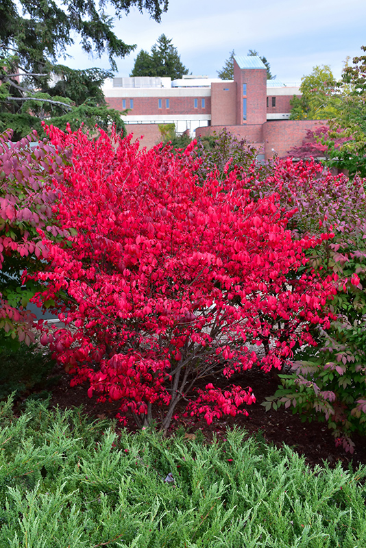 Compact Winged Burning Bush (Euonymus alatus 'Compactus') at Stauffers Of Kissel Hill