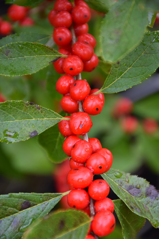 Red Sprite Winterberry (Ilex verticillata 'Red Sprite') at Stauffers Of Kissel Hill