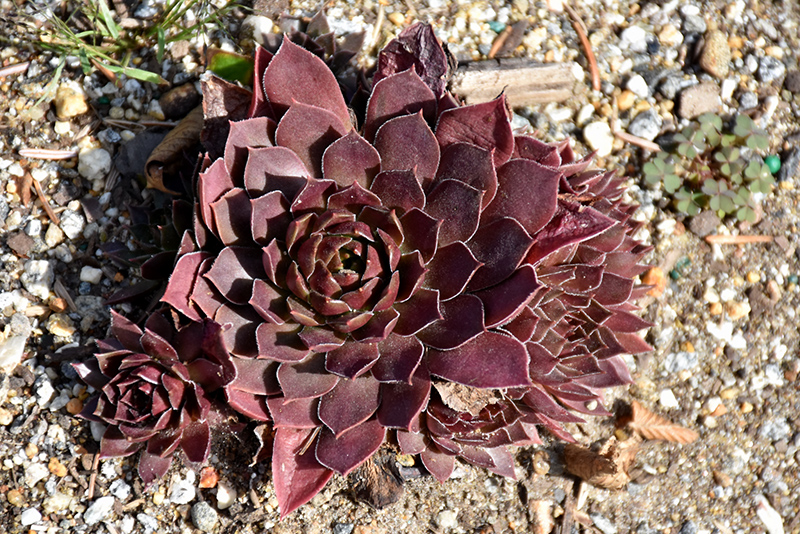 Chick Charms Chocolate Kiss Hens And Chicks (Sempervivum 'Chocolate Kiss') at Stauffers Of Kissel Hill