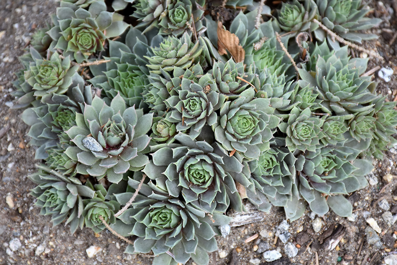Chick Charms Berry Blues Hens And Chicks (Sempervivum 'Berry Blues') at Stauffers Of Kissel Hill