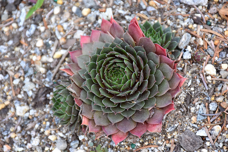 Chick Charms Cherry Berry Hens And Chicks (Sempervivum 'Cherry Berry') at Stauffers Of Kissel Hill