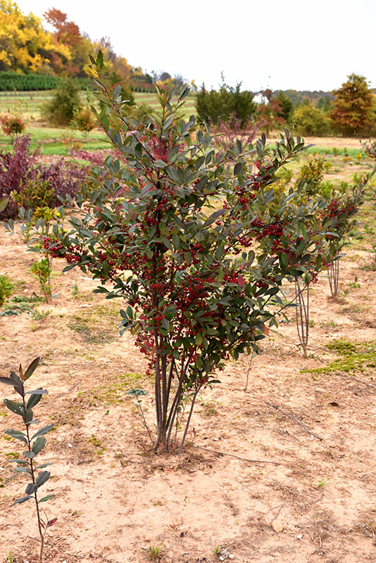 Brilliantissima Red Chokeberry (Aronia arbutifolia 'Brilliantissima') at Stauffers Of Kissel Hill