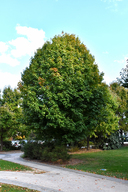 Legacy Sugar Maple (Acer saccharum 'Legacy') at Stauffers Of Kissel Hill