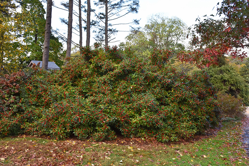 Winter Red Winterberry (Ilex verticillata 'Winter Red') at Stauffers Of Kissel Hill