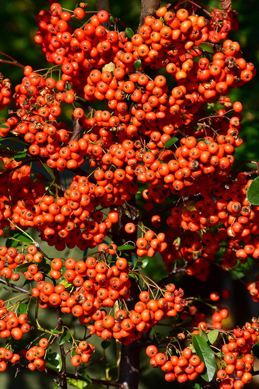 Mohave Firethorn (Pyracantha 'Mohave') at Stauffers Of Kissel Hill