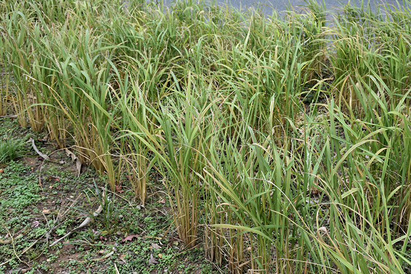 Asian Rice (Oryza sativa) at Stauffers Of Kissel Hill