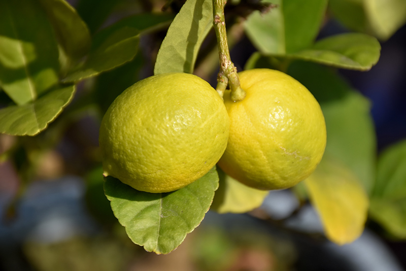 Key Lime (Citrus aurantifolia) at Stauffers Of Kissel Hill