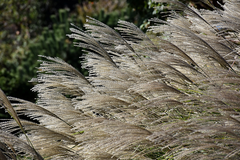 Gracillimus Maiden Grass (Miscanthus sinensis 'Gracillimus') at Stauffers Of Kissel Hill