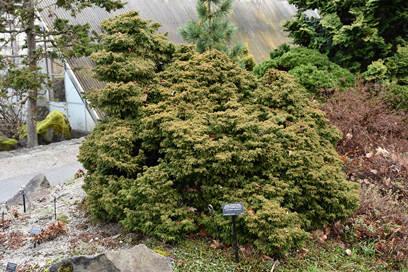 Tansu Dwarf Japanese Cedar (Cryptomeria japonica 'Tansu') at Stauffers Of Kissel Hill