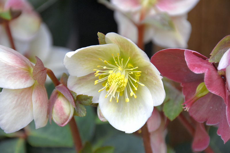 Spring Party Hellebore (Helleborus 'COSEH 720') at Stauffers Of Kissel Hill