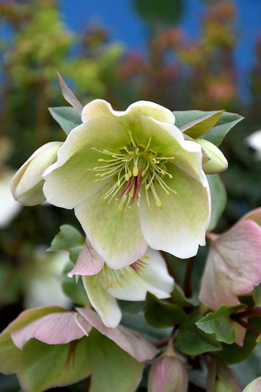Molly's White Hellebore (Helleborus 'Molly's White') at Stauffers Of Kissel Hill