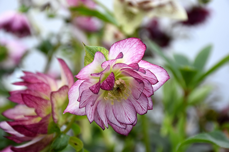Peppermint Ice Hellebore (Helleborus 'Peppermint Ice') at Stauffers Of Kissel Hill