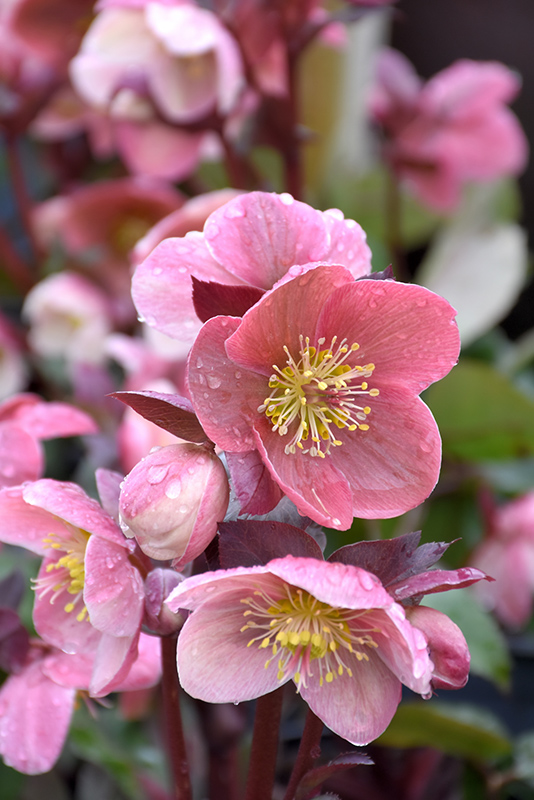 Pink Frost Hellebore (Helleborus 'COSEH 710') at Stauffers Of Kissel Hill