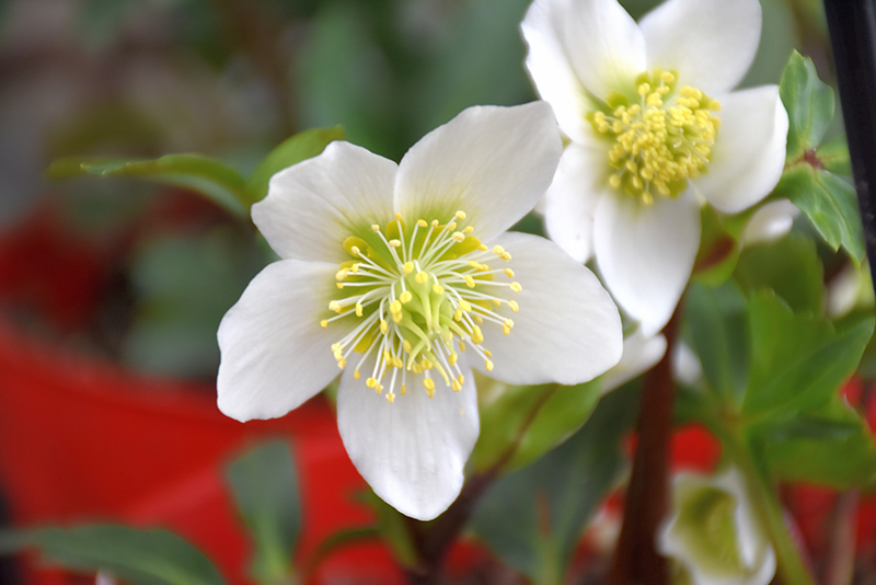 Gold Collection Jacob Hellebore (Helleborus niger 'Jacob') at Stauffers Of Kissel Hill