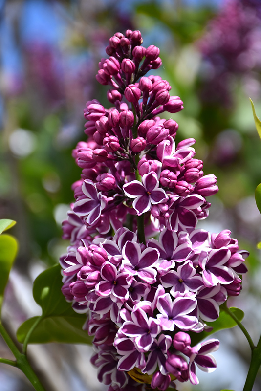 Sensation Lilac (Syringa vulgaris 'Sensation') at Stauffers Of Kissel Hill
