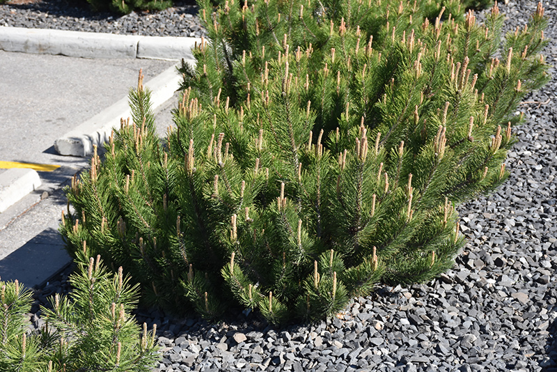 Dwarf Mugo Pine (Pinus mugo var. pumilio) at Stauffers Of Kissel Hill
