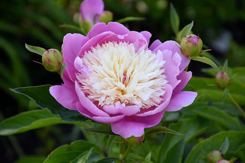 Bowl Of Beauty Peony (Paeonia 'Bowl Of Beauty') at Stauffers Of Kissel Hill