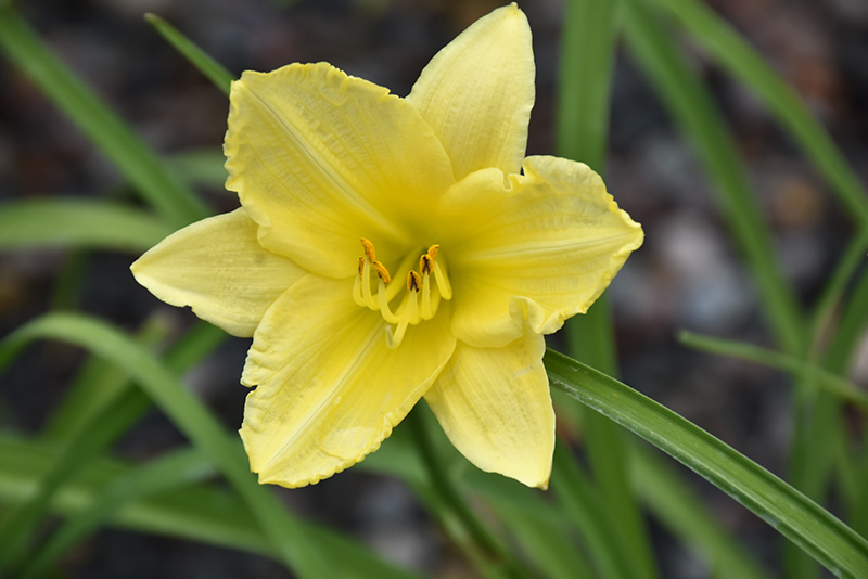 Happy Ever Appster Big Time Happy Daylily (Hemerocallis 'Big Time Happy') at Stauffers Of Kissel Hill