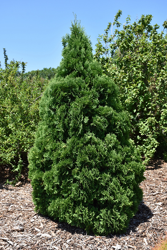Holmstrup Arborvitae (Thuja occidentalis 'Holmstrup') at Stauffers Of Kissel Hill