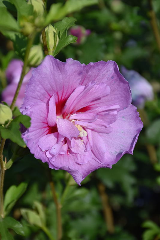 Lavender Chiffon Rose Of Sharon (Hibiscus syriacus 'Notwoodone') at Stauffers Of Kissel Hill