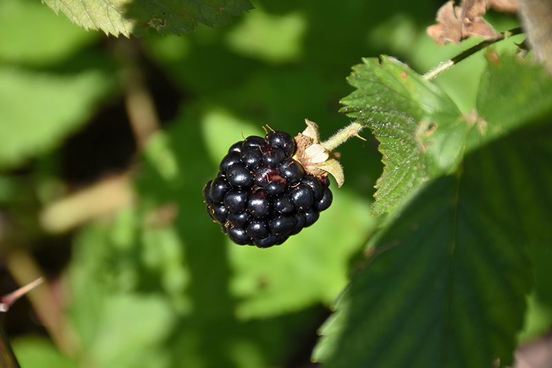 Jewel Black Raspberry (Rubus occidentalis 'Jewel') at Stauffers Of Kissel Hill