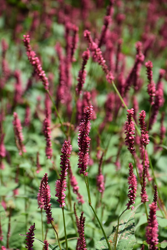 Fire Tail Fleeceflower (Persicaria amplexicaulis 'Fire Tail') at Stauffers Of Kissel Hill
