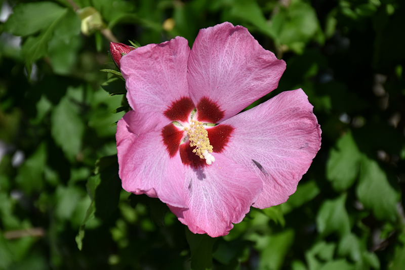 Aphrodite Rose of Sharon (Hibiscus syriacus 'Aphrodite') at Stauffers Of Kissel Hill