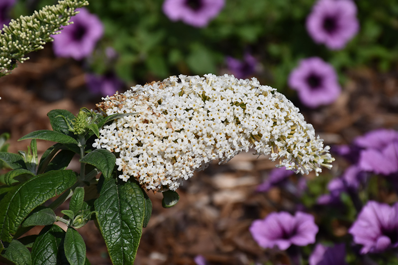 Pugster White Butterfly Bush (Buddleia 'SMNBDW') at Stauffers Of Kissel Hill